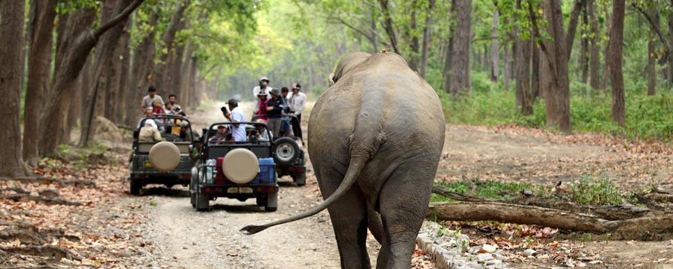 Mudumalai Jungle Safari