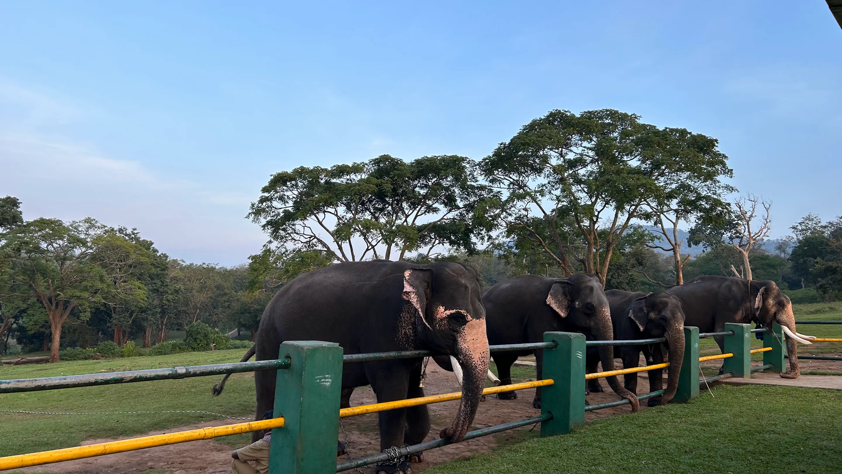 Theppakadu Elephant Camp